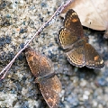 NYMPHALIDAE, Telenassa